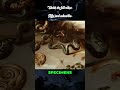 Medusa's Bloody Art Creatures, Shadows, and Death's Beauty