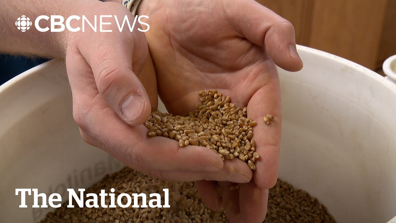 Canadian farmers reel from trade disputes, geopolitical tensions