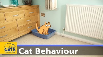 🐱 Litter trays | Cats Protection behaviour guides