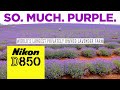 Nikon D850 | Landscape Photography | Lavender Farm Sunset