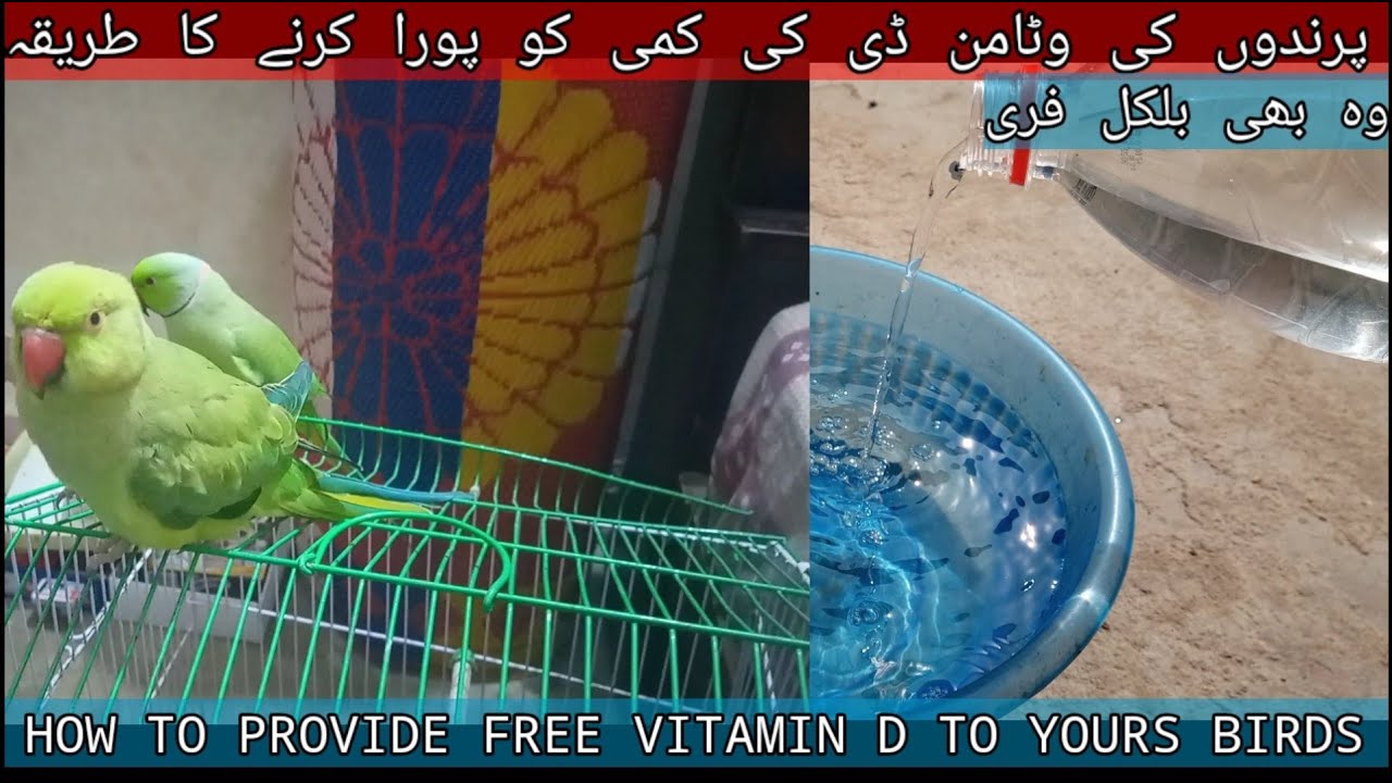How to provide vitamin D to your birds Free provide Vitamin D to your