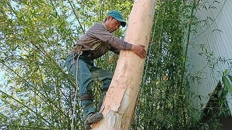 Cưa cây tràm út nghiêng vào nhà. Cưa cây kỹ thuật cao