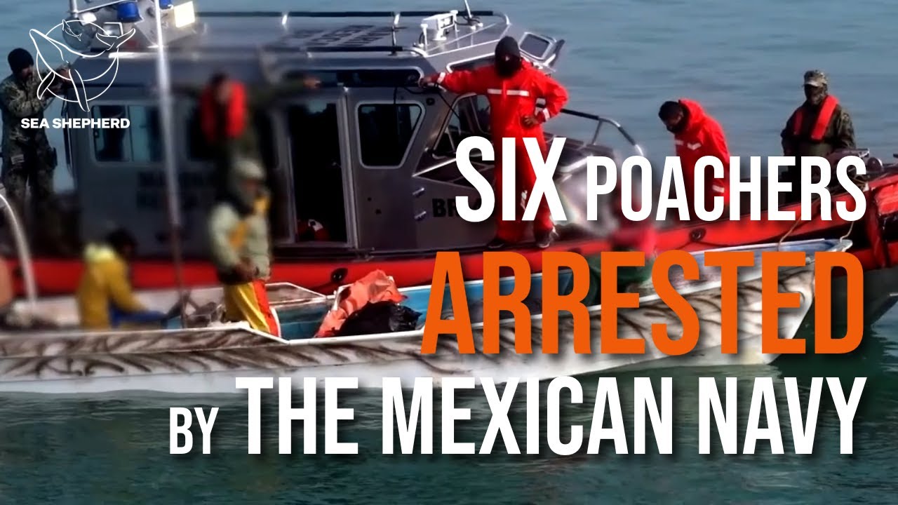 Op. Milagro III: Sea Shepherd vs Poachers in the Gulf of California