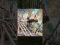 Forest Living, Building a Wooden Cabin in the Trees #wildlife #survival #camping #outdoors #forest