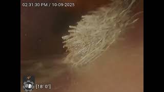 2025 10 09 14 29 42