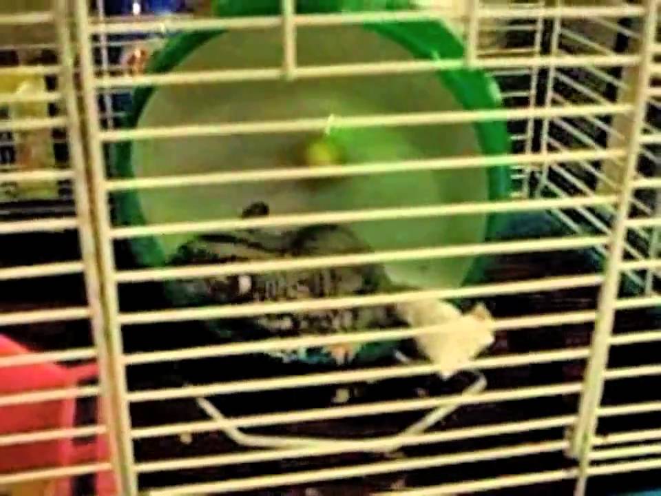 Sugar glider with a broken tail YouTube