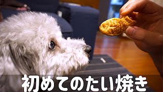 🐶 【おやつ】犬だってたい焼きが食べたいんだ！！ 【dog】【toy poodle】