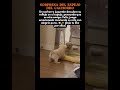 🐶 Sorpresa del Espejo del Cachorro #CutePuppy #DogLove #Heartwarming #PuppyPlay #MirrorReflection