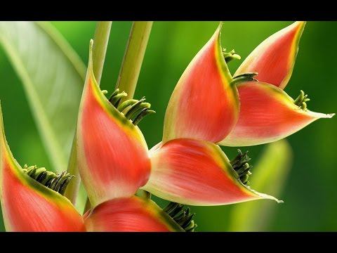 Видео: Информация о растении геликонии - Как вырастить клешню лобстера