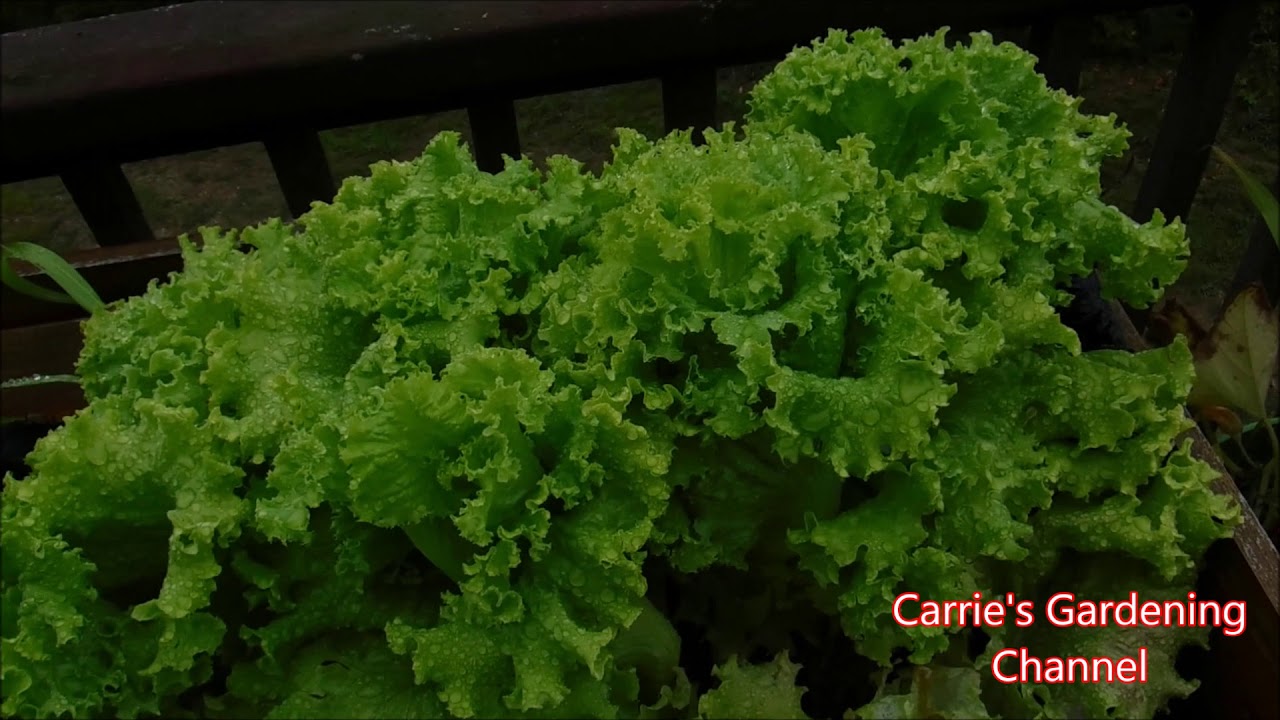 SlowBolt Lettuce review, SloBolt Lettuce review, Heat Tolerant Lettuce