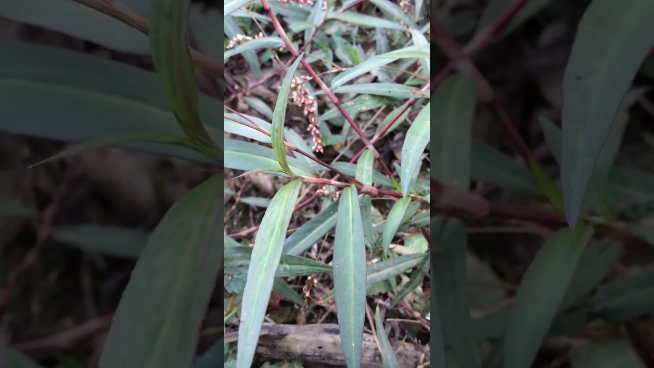Persicaria punctata: hierba acuática conocida como dotted smartweed
