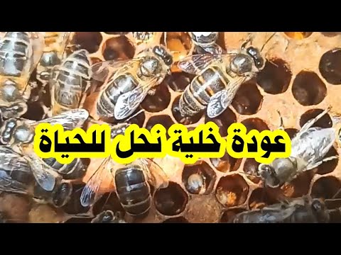 عودة خلية نحل للحياة تدريجيا