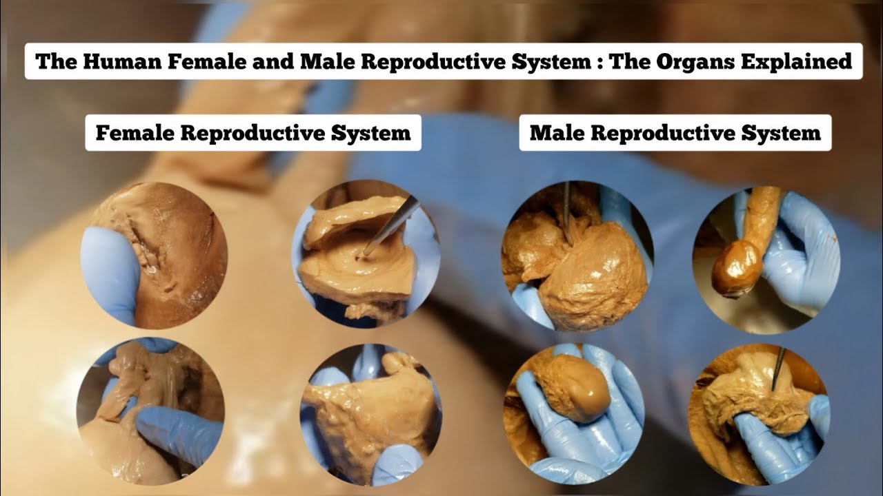 Женская и мужская репродуктивная система человека: объяснение органов 