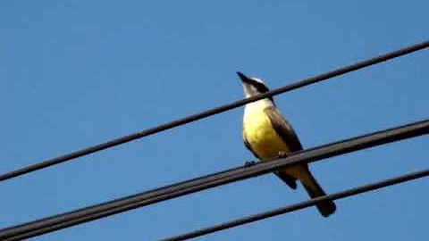 Como acontece a vocalização das aves?