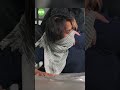 Una mujer sin vida y dos heridos por complicidad de ocho policías de Pénjamo