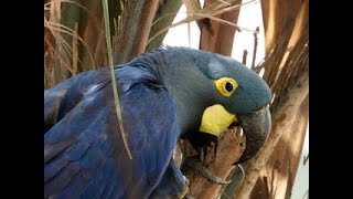 BIRDS OF CAATINGA BIOME - BRAZIL