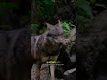 🐺 WOLVES' UNIQUE SLEEP PATTERNS #Shorts