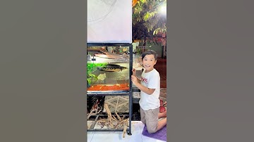 Đi kiếm cá lóc Nữ Hoàng #bettasales #baoiba #ngocdiemaquarium #viral #sivaca #xuhuong