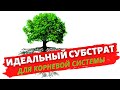 Идеальный субстрат для бонсай, комнатных растений, рассады