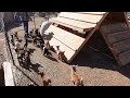 Bottle Feeding Baby Goats