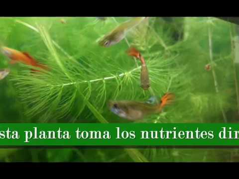 Video: ¿Las plantas oxigenarán el agua?