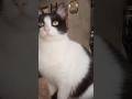 🎵 La Gatika Canta en Sol Menor 🎹 | Gatos Cantando
