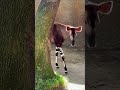 NEW OKAPI ALERT - Gates Arrives at the L.A. Zoo!