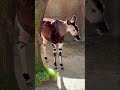 NEW OKAPI ALERT - Gates Arrives at the L.A. Zoo!