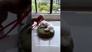 Tommy made tiytorors🤣😂#shortvideo #viralvideo #animals Tommy made tiytorors🤣😂#shortvideo #viralvideo #animals