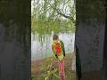 This parrot is swinging on a willow tree. #birds #pets #parrots #cute #shorts
