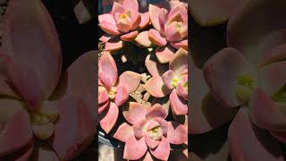 50 Colorful Succulents That Are Incredibly Beautiful