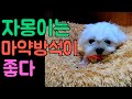 [말티즈] 445탄.마약 방석에 푹 빠진 말티즈 자몽