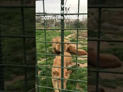 Hayvanat bahçesinde çiftleşen aslanlar