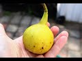 3 Ways to Get LARGE Figs