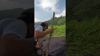 MEMBUAT SHELTER DAN API UNGGUN #youtubeshorts #asmr #alamindonesia #campfire #bushcraft #feedshorts