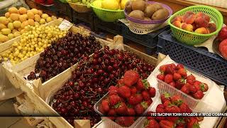 192 тысячи тонн плодов и ягод собрали в волгоградском регионе