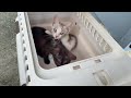 【リアル犬猫保護活動】沖縄から空輸する上京物語