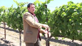 From Dirt to Glass - Michael Larner on the Language of the Vines