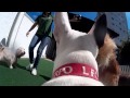 Happy Day - Keeper Dog Pet Resort Happy Day - Keeper Dog Pet Resort