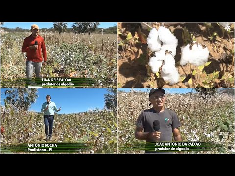 Reportagem de afiliada da TV Globo mostra revitalização da cultura do algodão em Acauã e Paulistana
