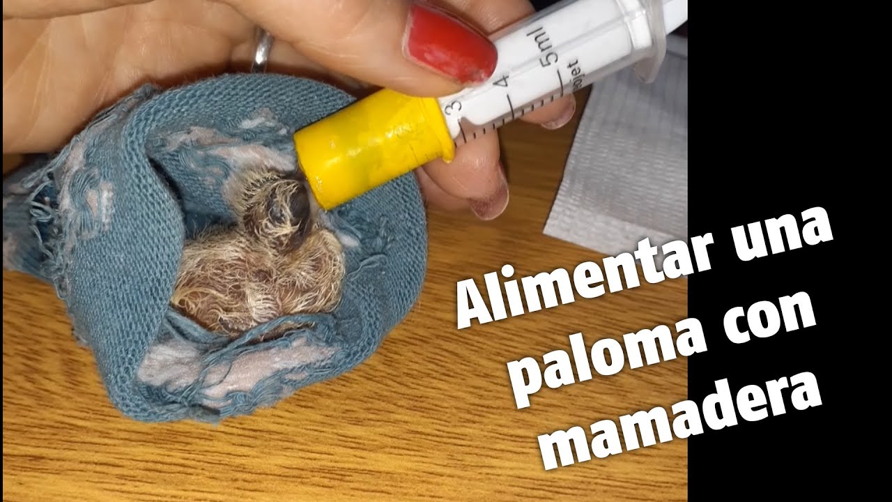 Alimentación con mamadera de pichón de paloma