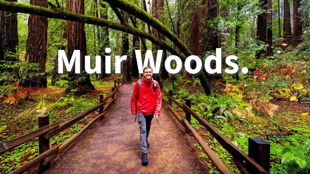 I Explored Muir Woods in the Rain
