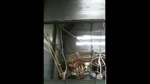 Merle hopper p trampolin