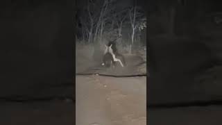 Ghost or Animal? #wildlife_sanctuary #Jungle #forest #horror #jimcarbet #midnight #travel #shorts