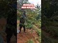 setelah dilakukan perawatan pohon durian musangking terlihat lebih sehat daun menghijau #video#viral