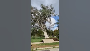 This video is a compilation of several clips showing trees falling down during storms.