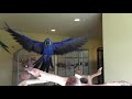 Blu, my Hyacinth Macaw flying (Amazing slow motion video)