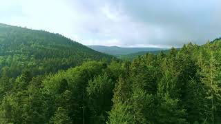 Gemafreie Video Wald Natur 4K