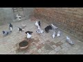 May home sunday birds best quality kabutar pigeons for sale irfan85f