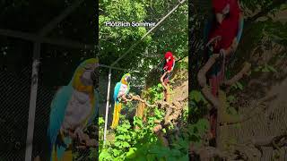 Plötzlich Sommer 🫠 #shorts #tiere #vogel #macaw #birds #freeflight #parrot #natur #animals #sun